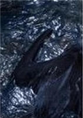 JEANPAULKNOTT ARTWORK PHOTO ANNA 2007 8