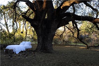 Valerie Barkowski Campaign bed linen blanc under the tree vbarkowski photo delphine warin